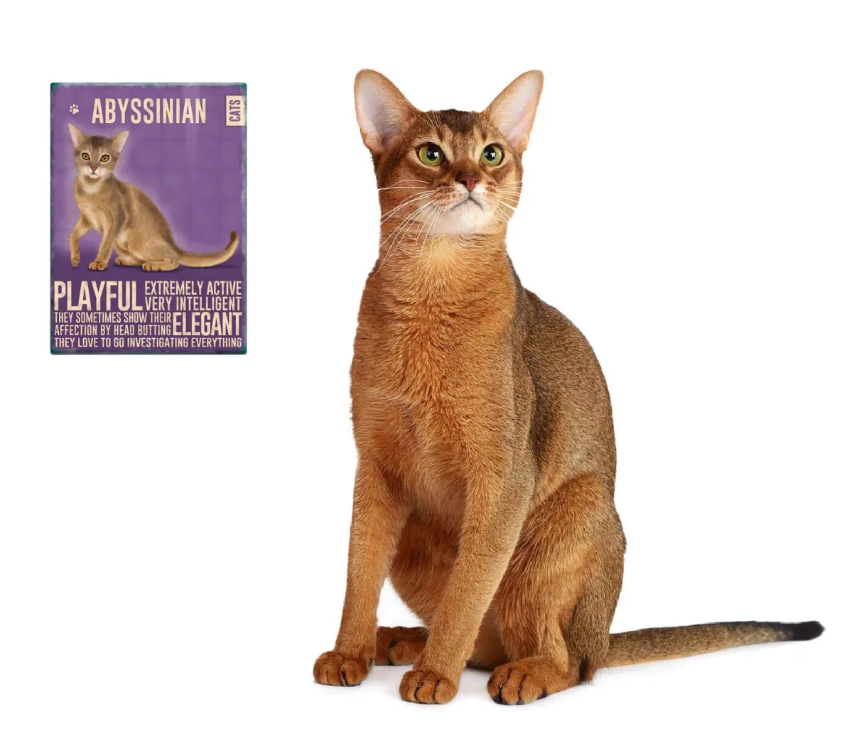 Abyssinian Cat Fridge Magnet